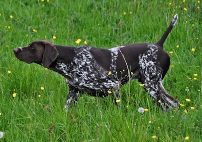 A fully trained Hextor HPR on point